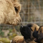 Chiot Estrela qui court